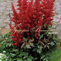 Астильба Арендса Этна Астильба Арендса Этна